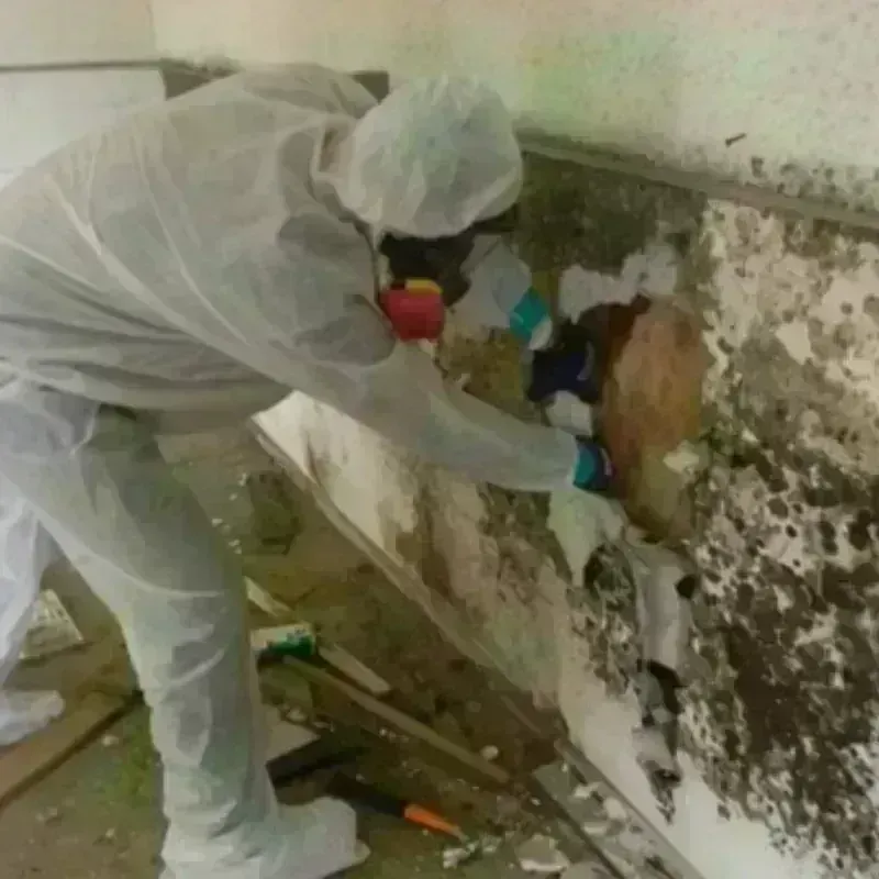 Mold Remediation and Removal in Worthington, KY